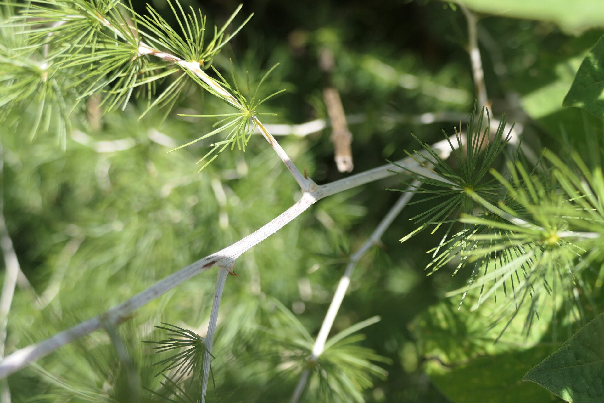 Asparagus laricinus bark