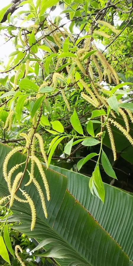 Canarium album flower