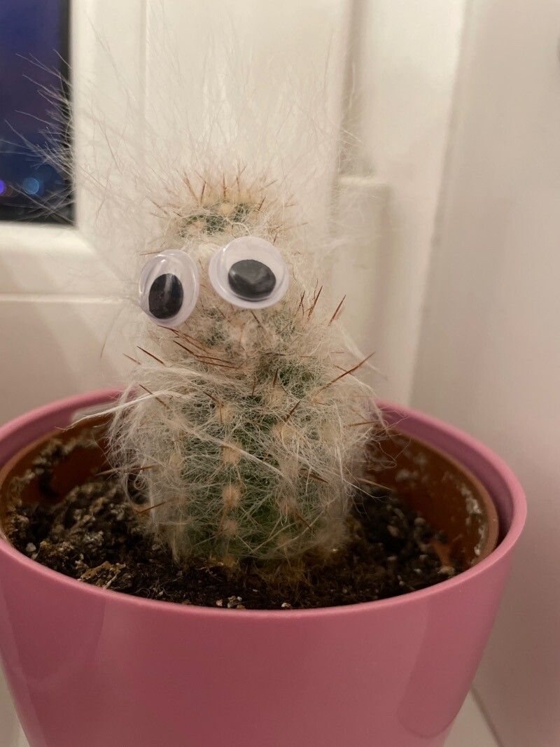 Oreocereus trollii leaf