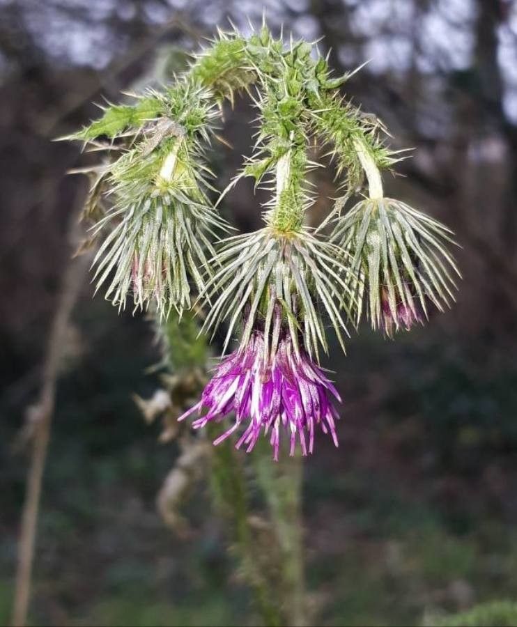 Cirsium filipendulum flower