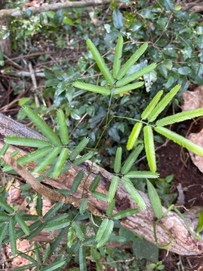 Neptunia pubescens — soil improver houseplant