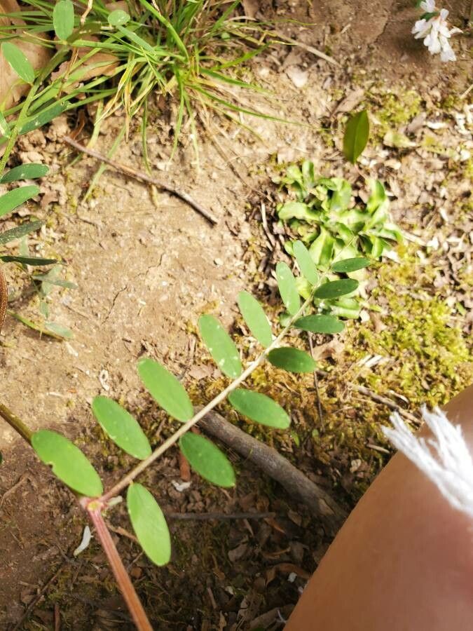Vicia caroliniana leaf