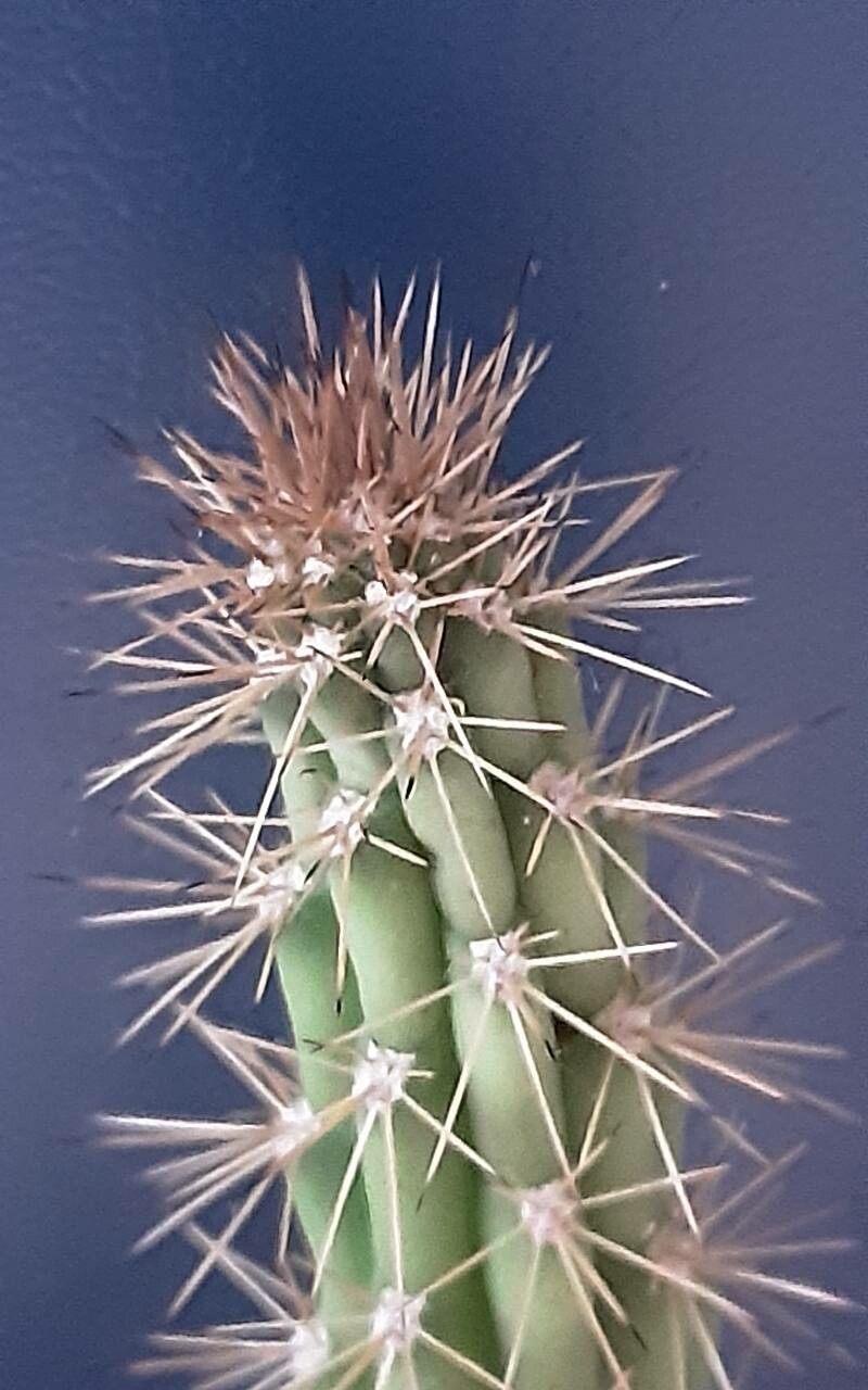 Harrisia fernowii leaf