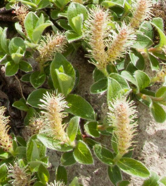 Salix pyrenaica flower