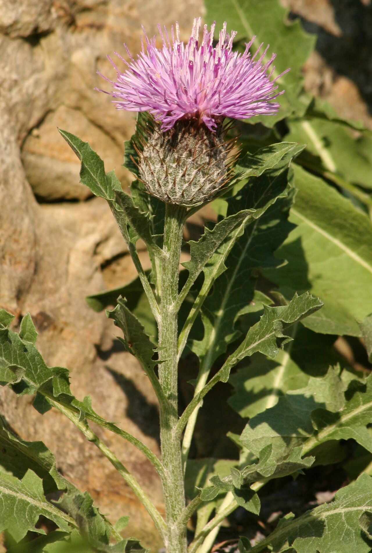 Jurinea arachnoidea — related species from the same genus