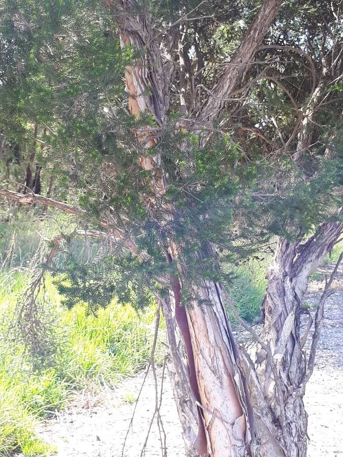 Melaleuca decussata bark
