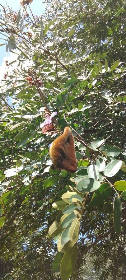 Baikiaea plurijuga fruit