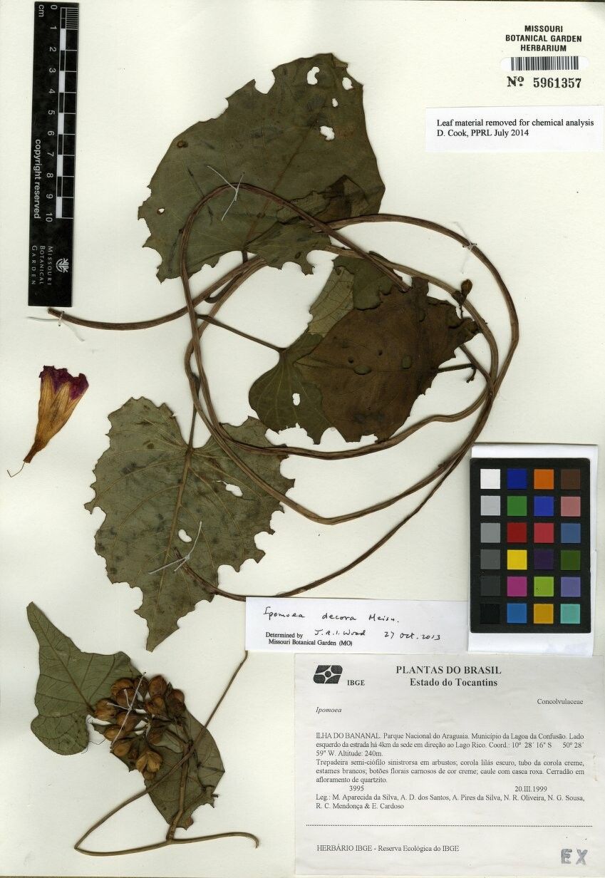 Ipomoea goyazensis — houseplant care guide