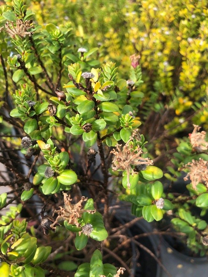 Pimelea ferruginea — houseplant care guide