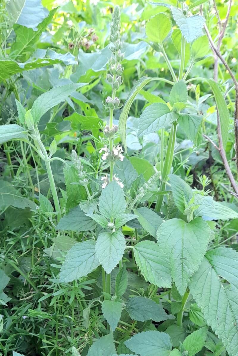 Teucrium vesicarium habit