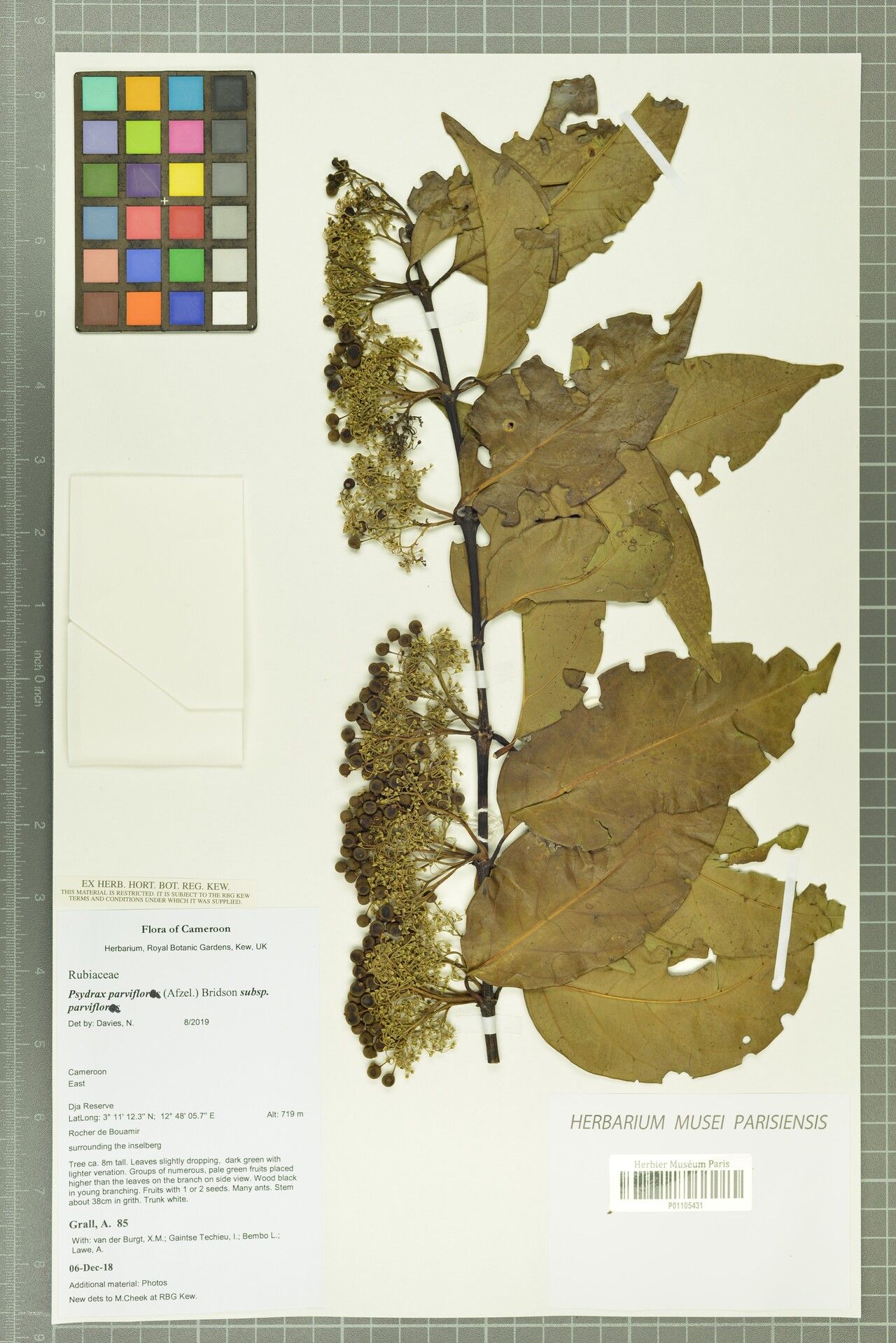 Psydrax parviflorus — houseplant care guide