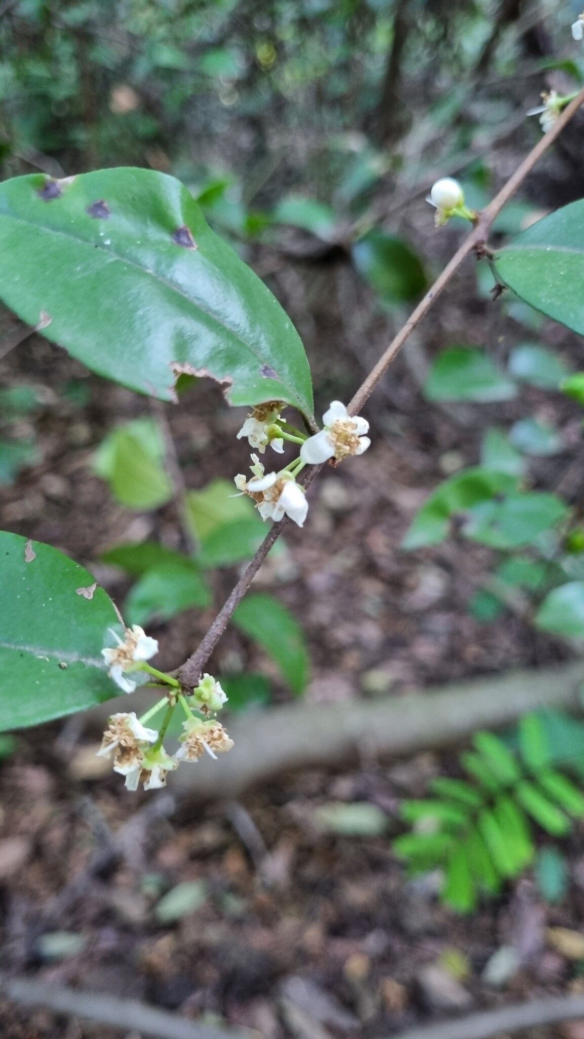 Eugenia egensis — houseplant care guide