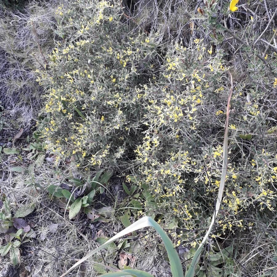Anthyllis hermanniae habit