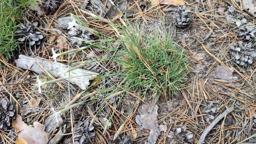 Dianthus arenarius habit