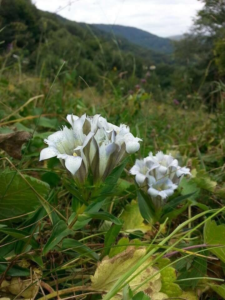 Gentiana septemfida flower