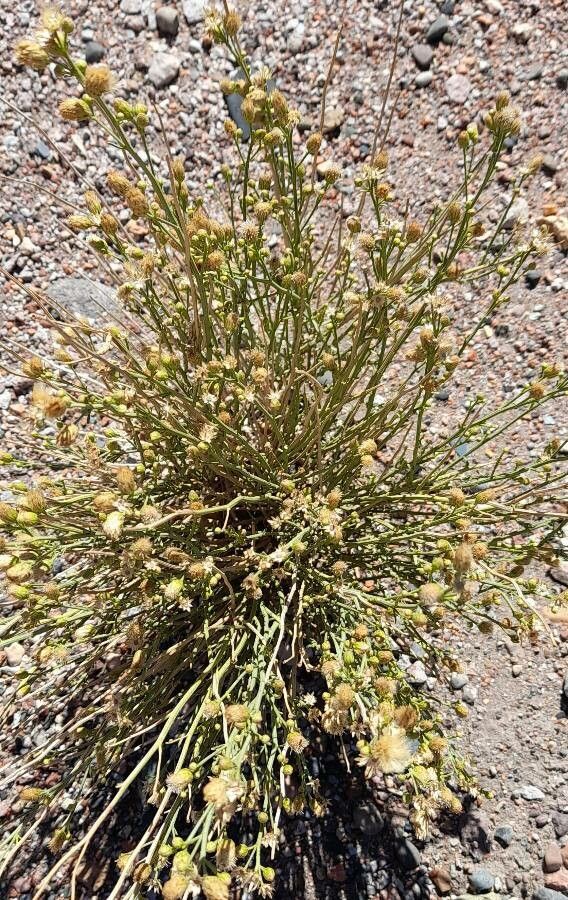 Baccharis spartioides habit