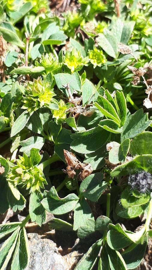 Sibbaldia procumbens flower