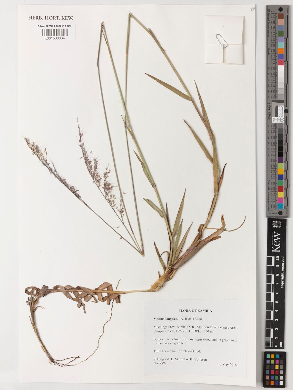 Melinis longiseta — related species from the same genus