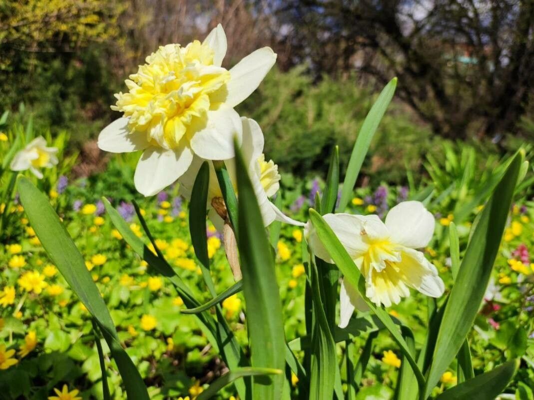 Narcissus albicans