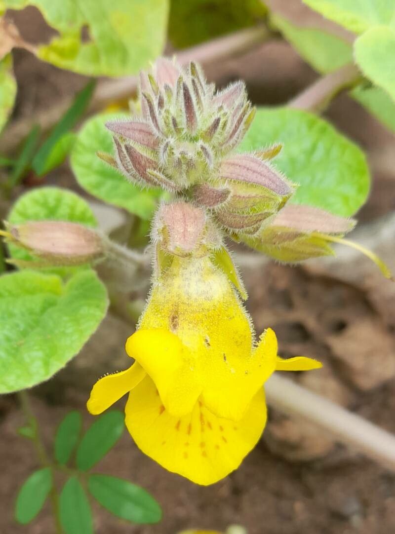 Ibicella parodii flower