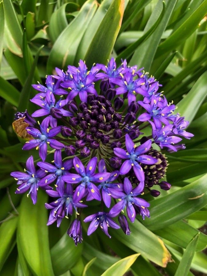 Scilla peruviana flower
