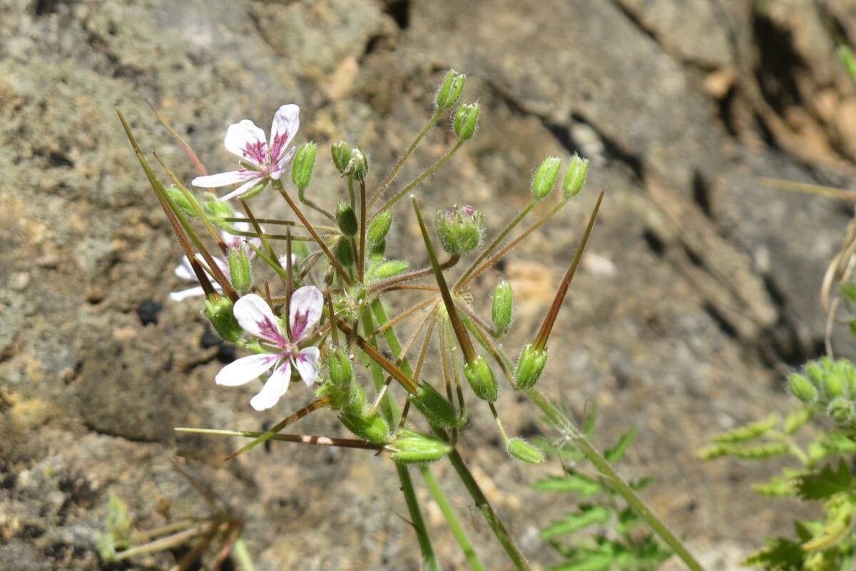 Erodium tordylioides flower