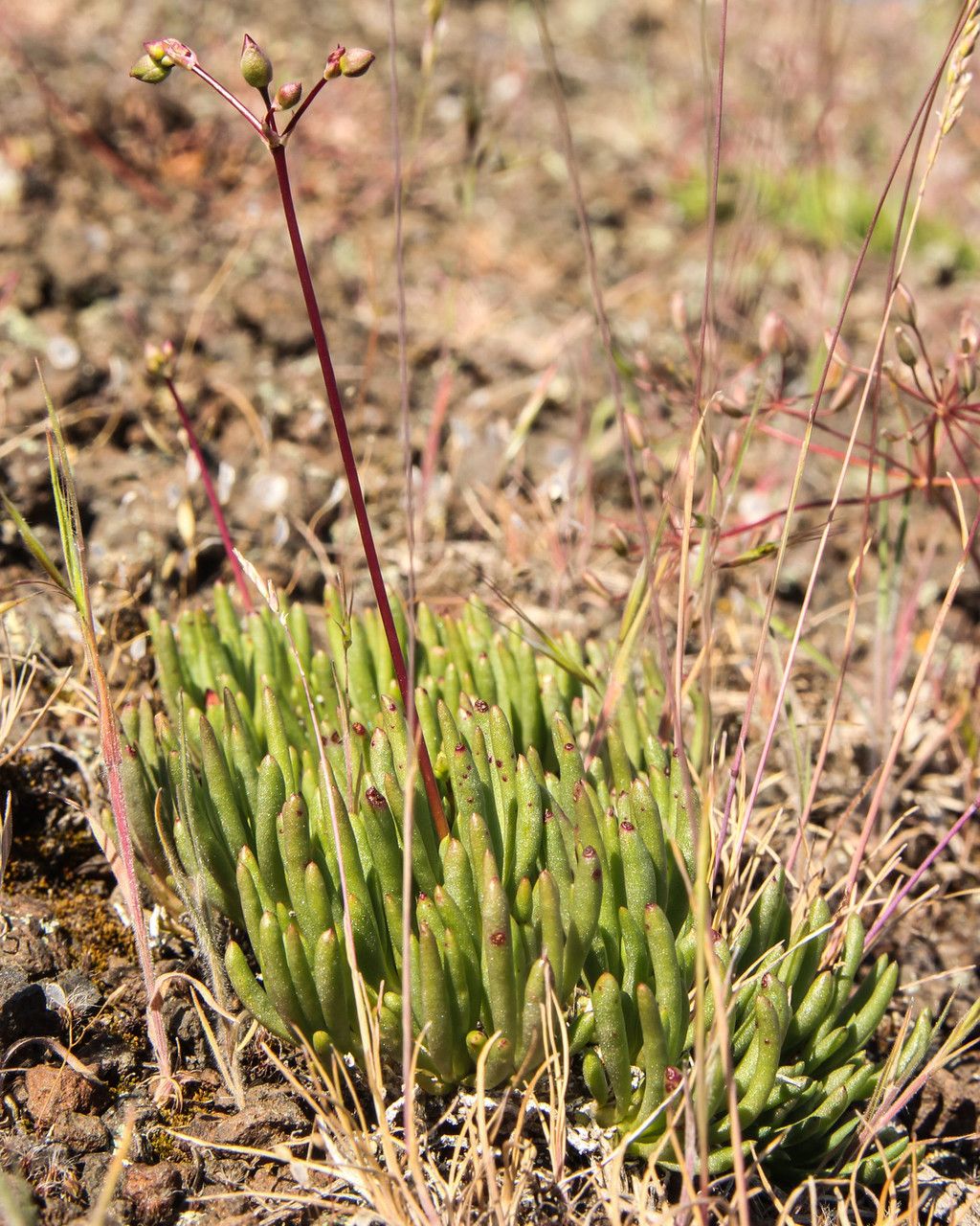 Phemeranthus spinescens — houseplant care guide