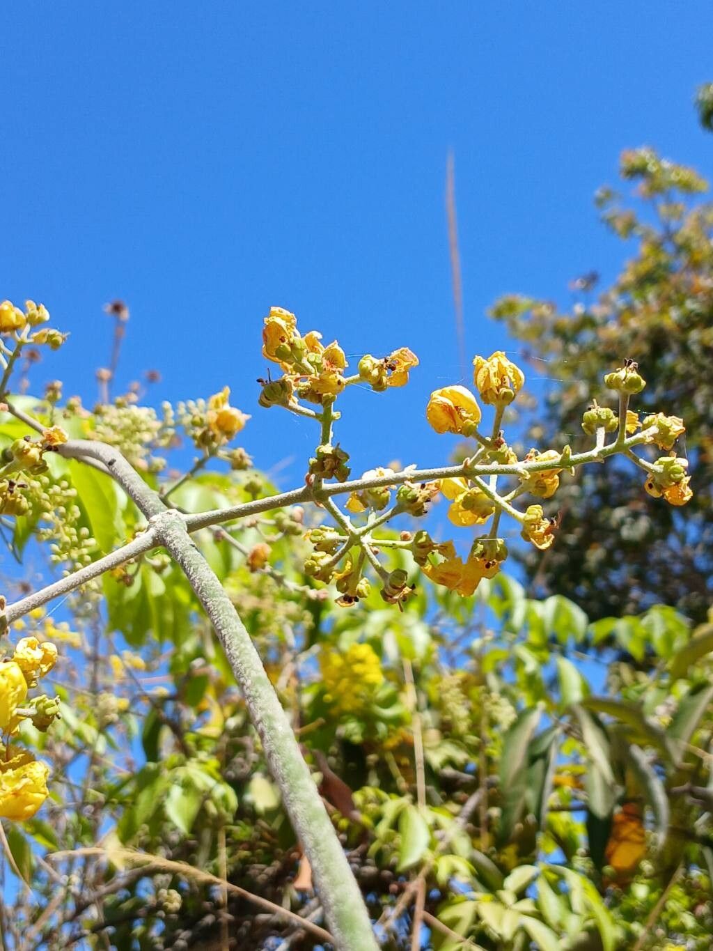 Banisteriopsis nummifera — houseplant care guide