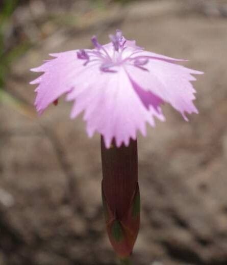 Dianthus basuticus flower