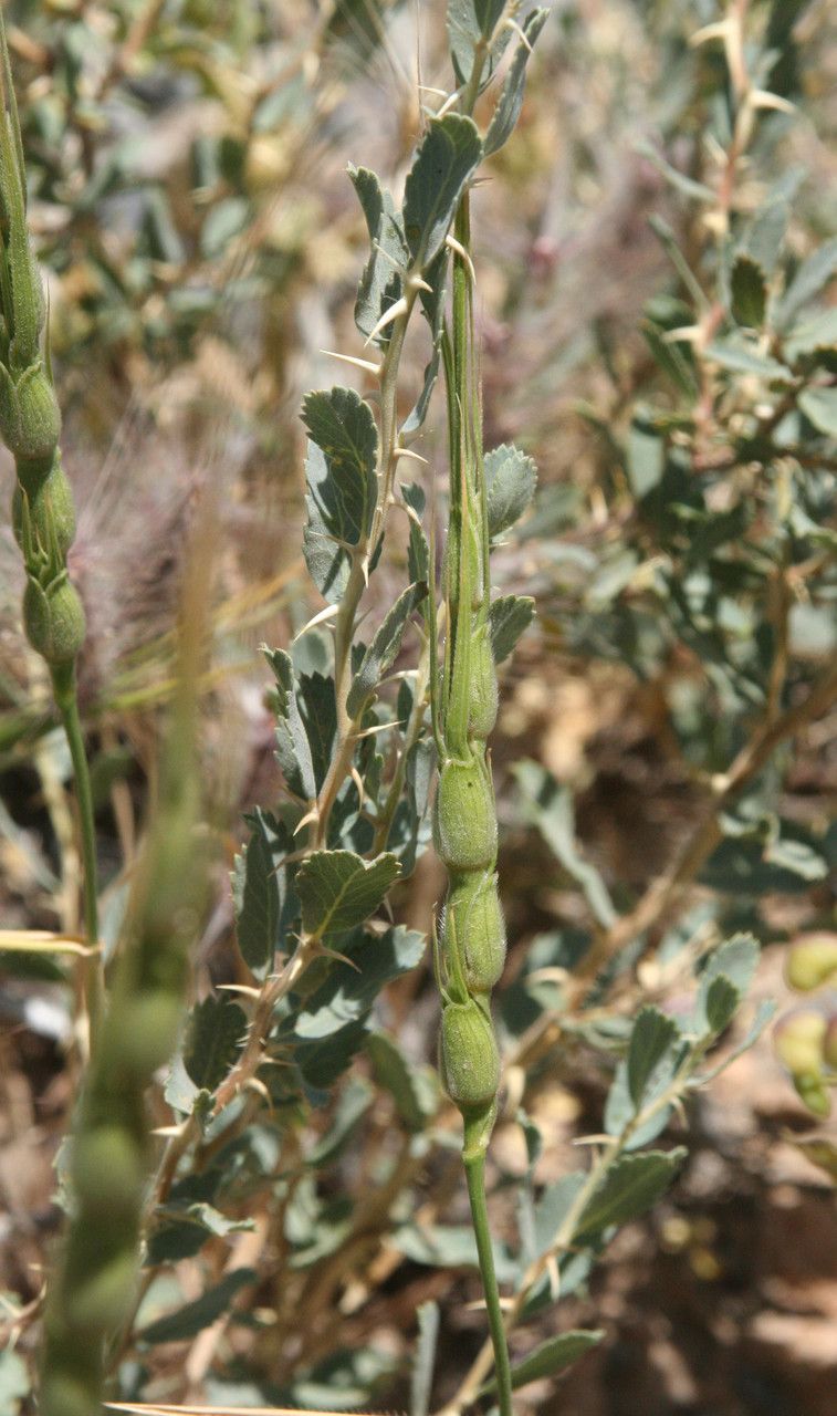 Aegilops crassa leaf