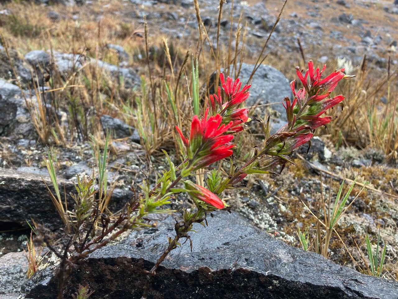 Castilleja fissifolia habit