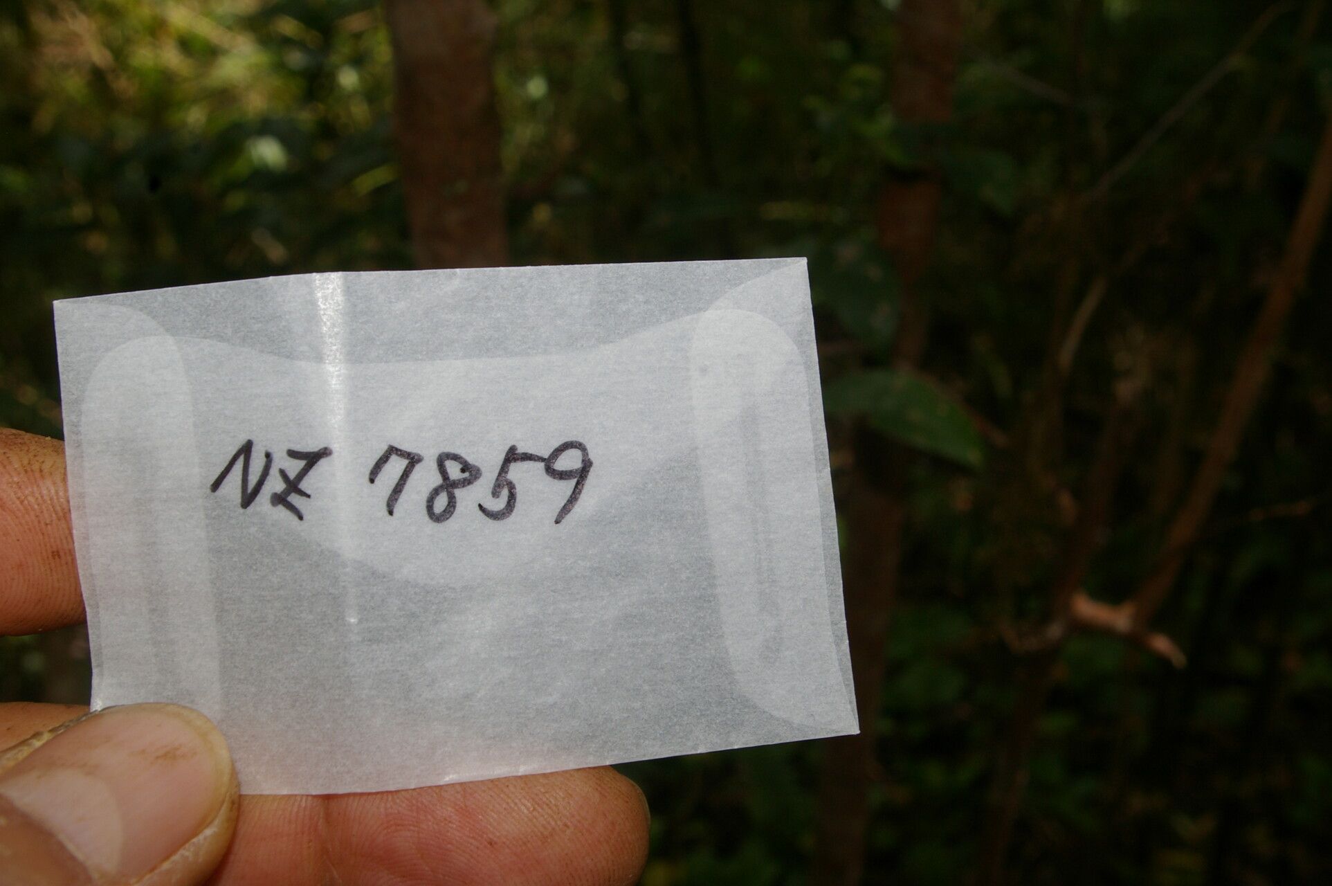 Cleyera theaeoides other