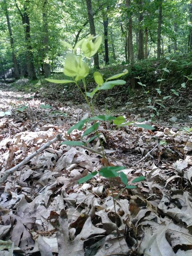 Polygala cornuta habit