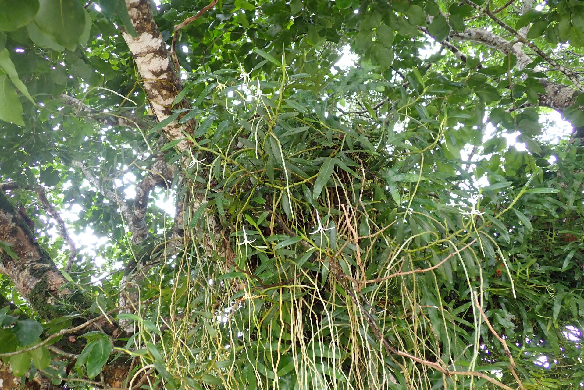 Jumellea stenoglossa habit