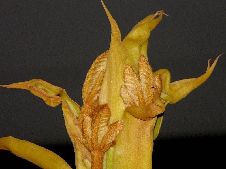 Sterculia recordiana flower