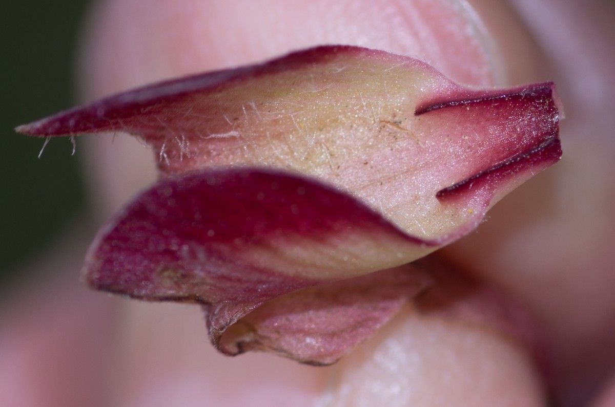 Serapias neglecta fruit