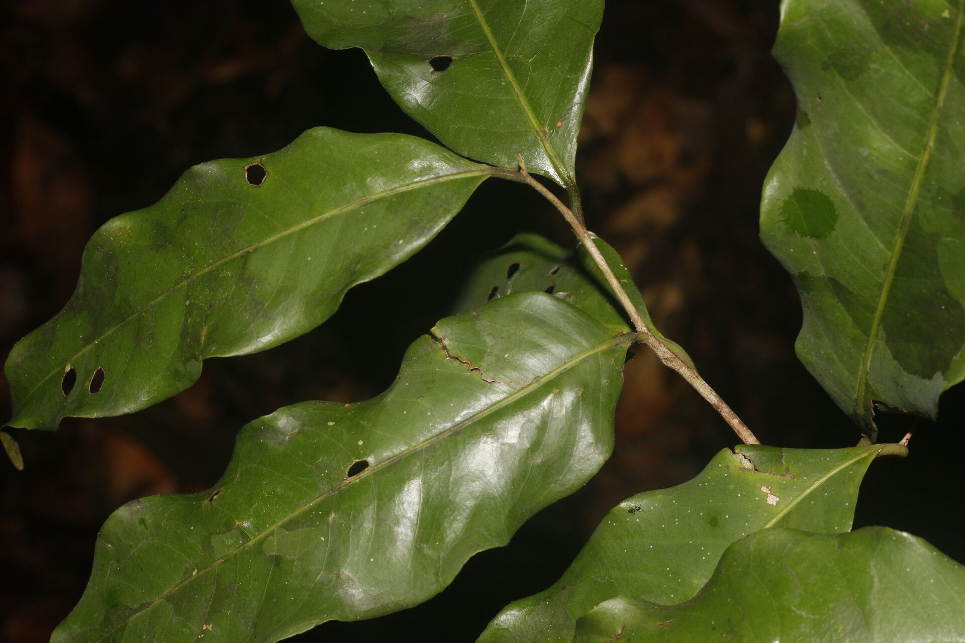 Eschweilera biflava leaf