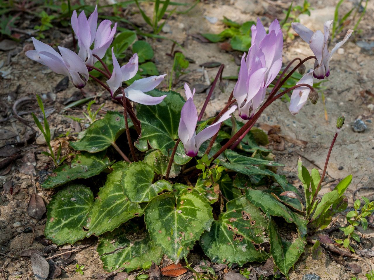 Cyclamen cyprium habit