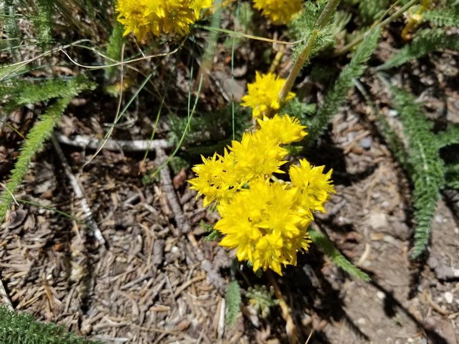 Sedum lanceolatum flower