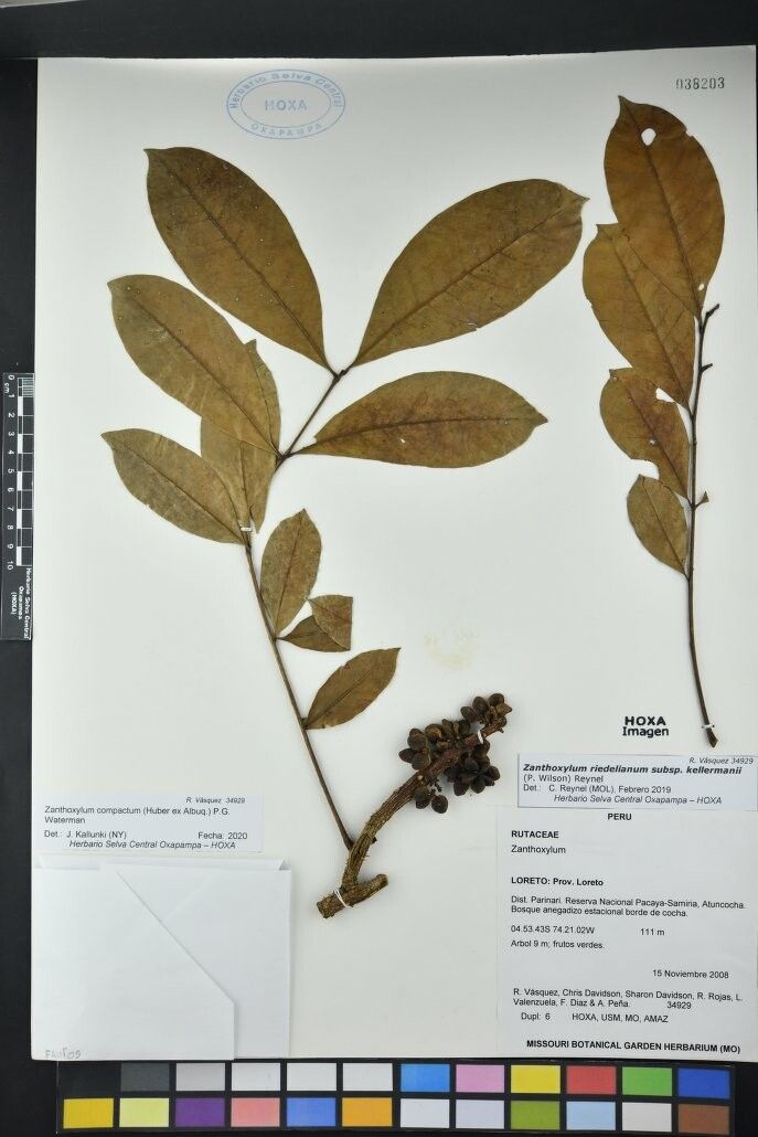 Zanthoxylum compactum — houseplant care guide