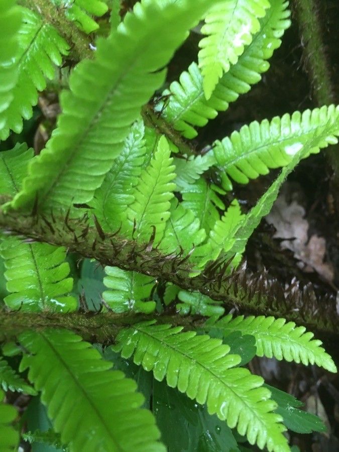 Dryopteris crassirhizoma other
