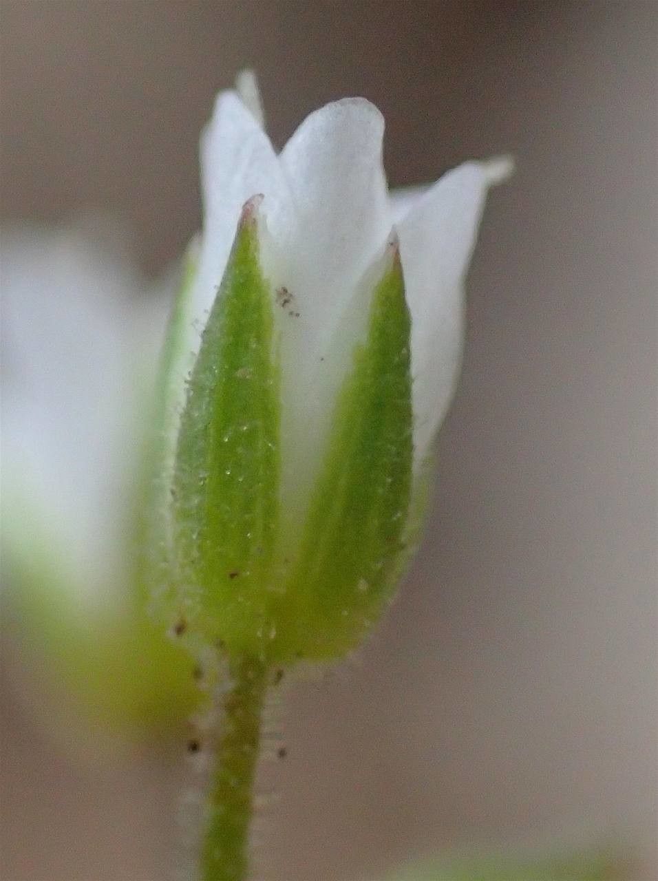 Minuartia verna fruit