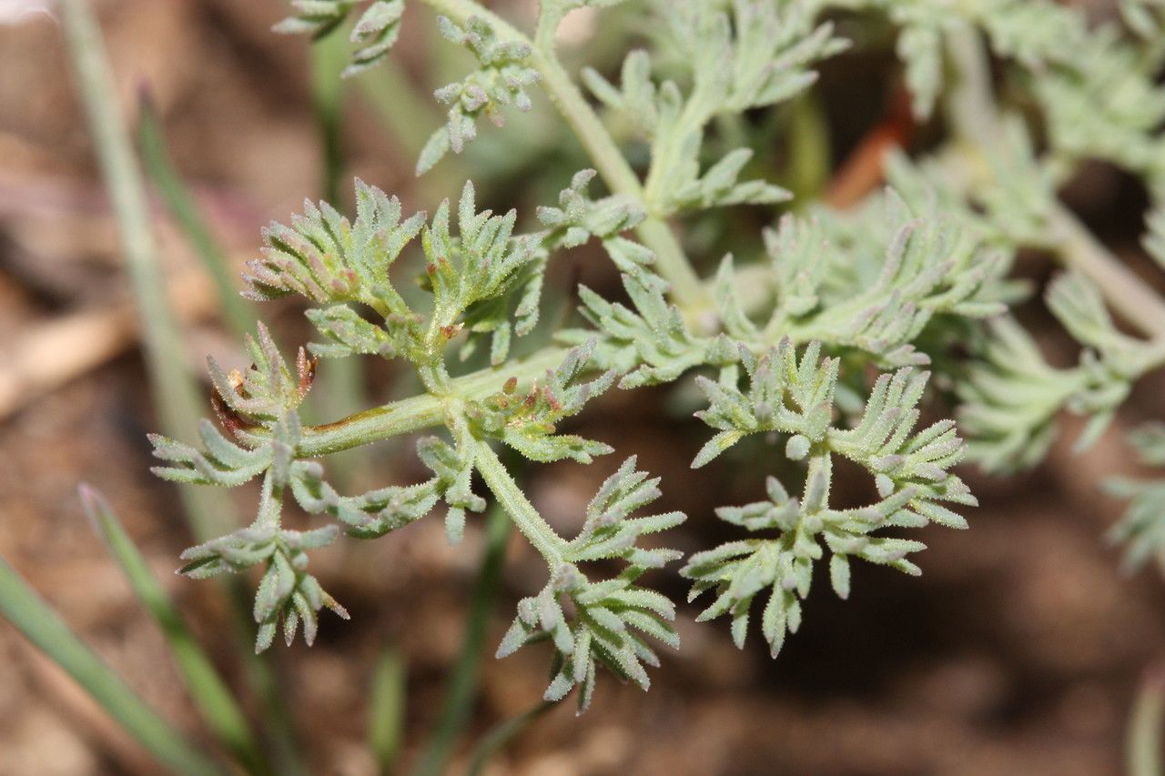 Lomatium grayi — houseplant care guide