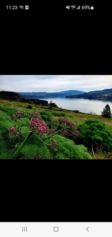 Lomatium columbianum flower