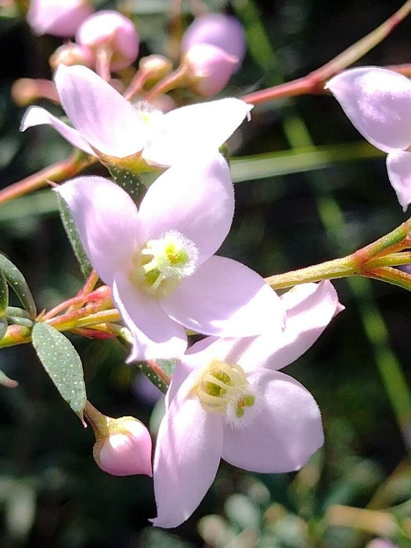 Boronia floribunda flower