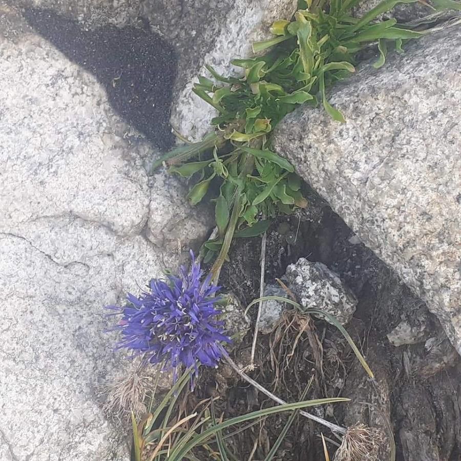 Jasione orbiculata — houseplant care guide