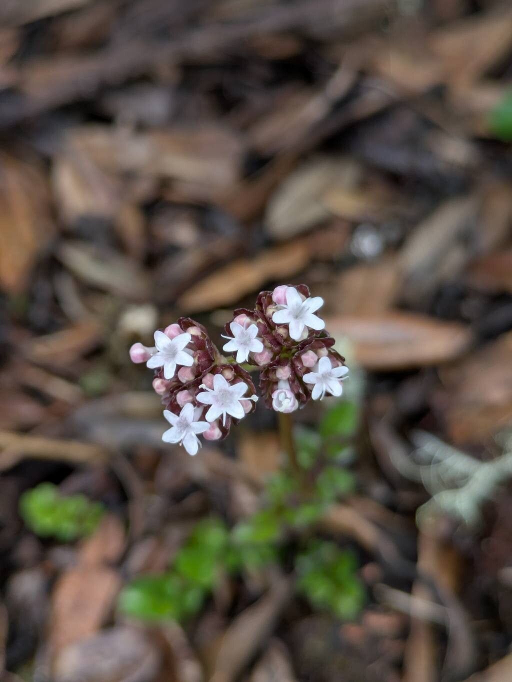 Valeriana pulchella flower