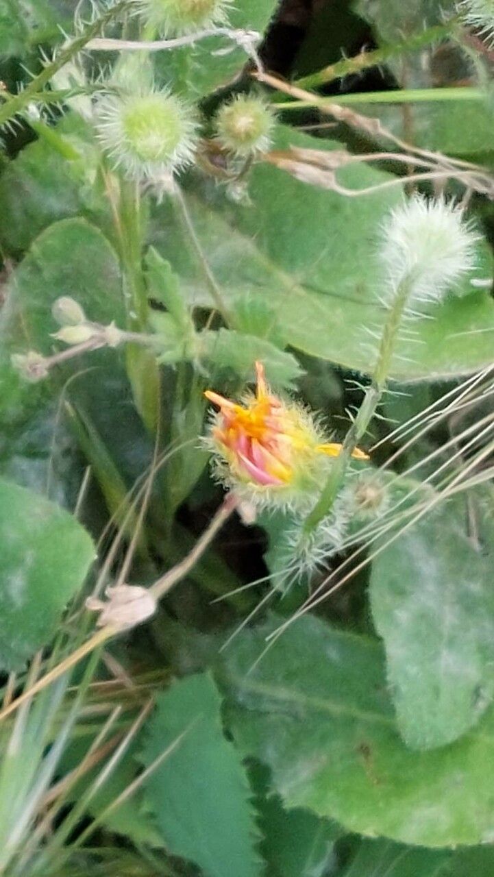 Hypochaeris achyrophorus fruit