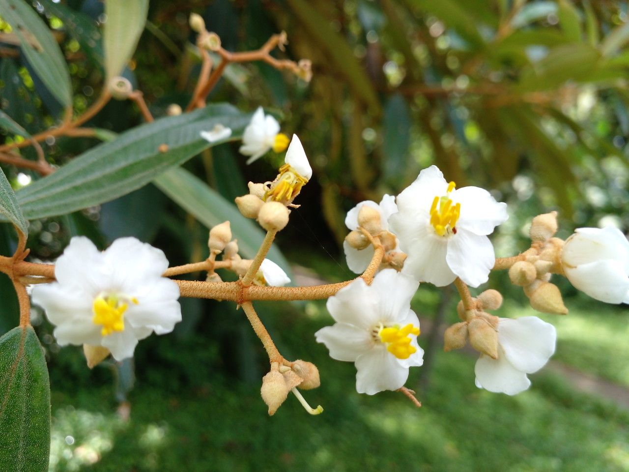 Miconia xalapensis flower