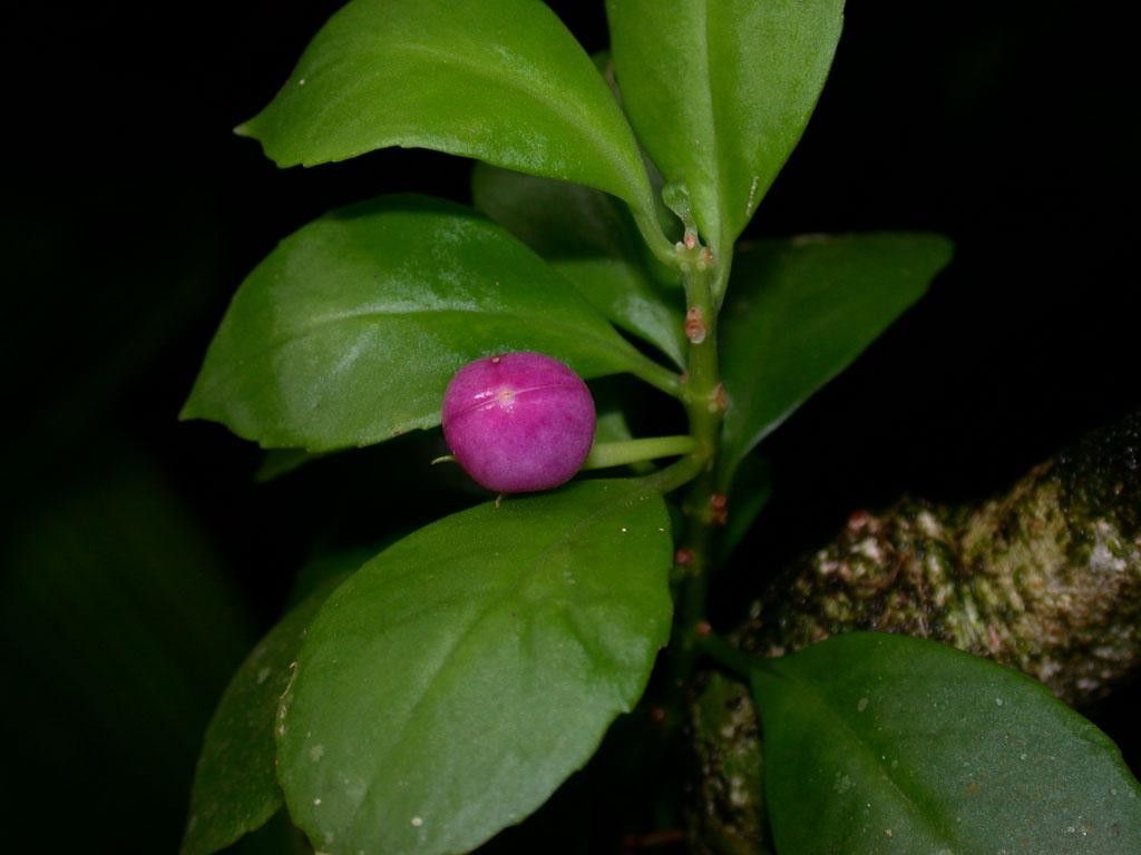 Codonanthopsis uleana other